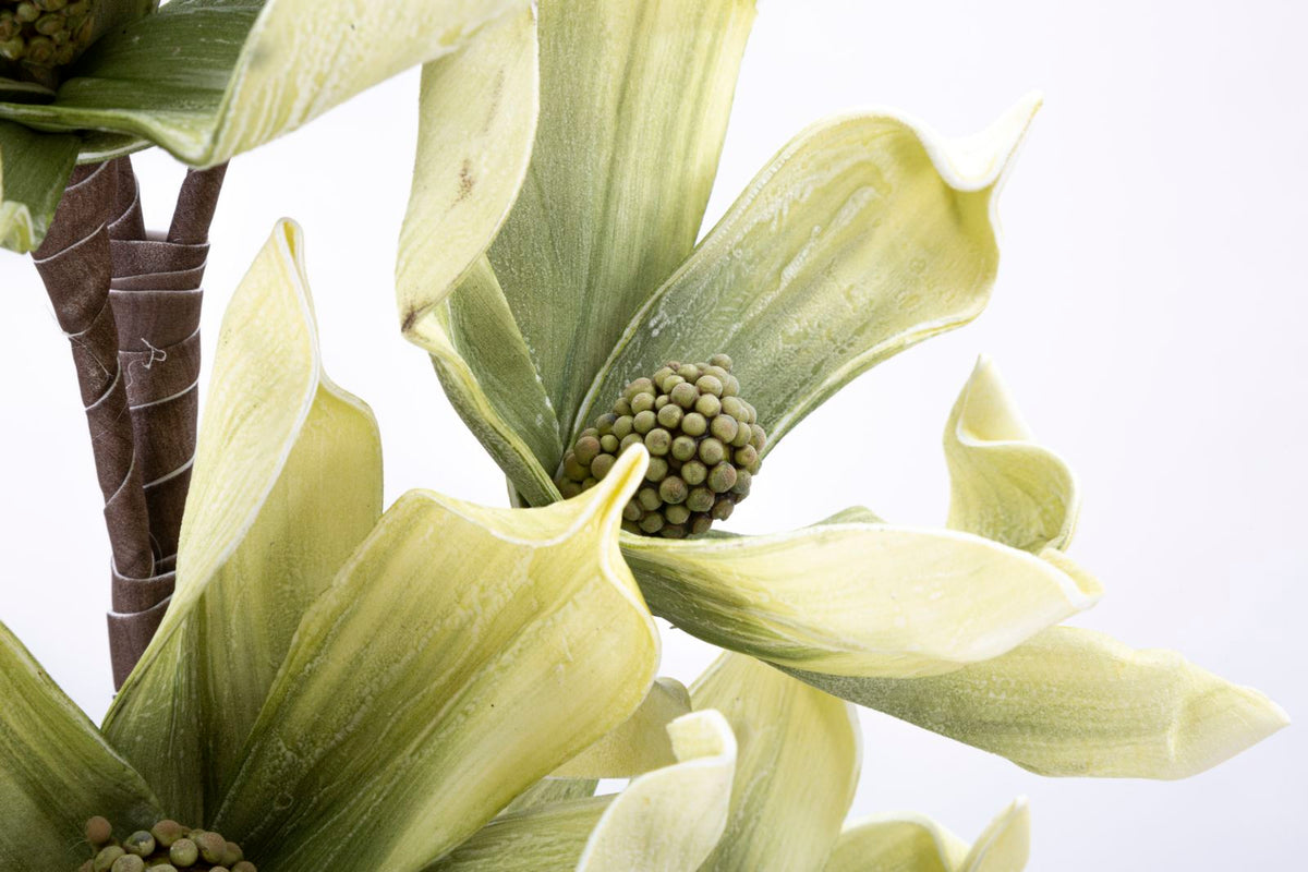 MAGNOLIA SPRAY - Mauro Ferretti