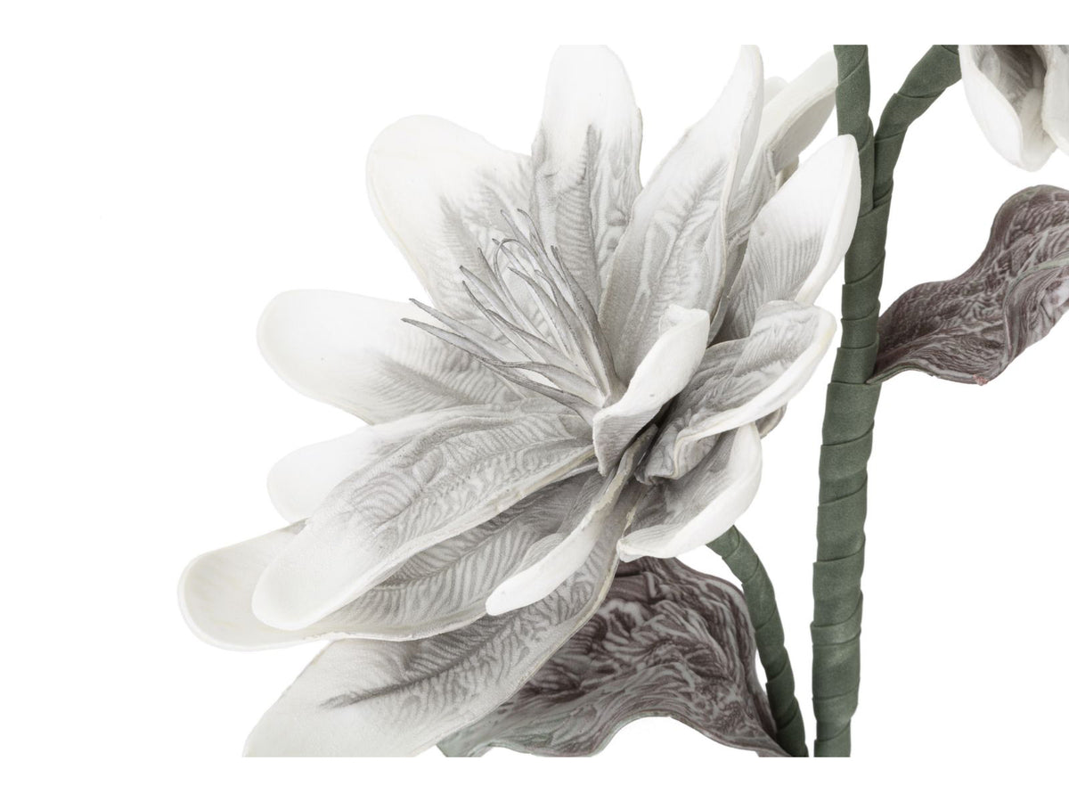 MAGNOLIA FIORE x2 BOCCIOLI - Mauro Ferretti