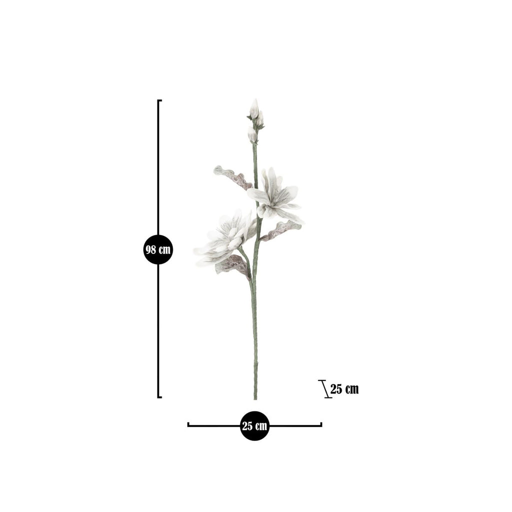 MAGNOLIA FIORE x2 BOCCIOLI - Mauro Ferretti