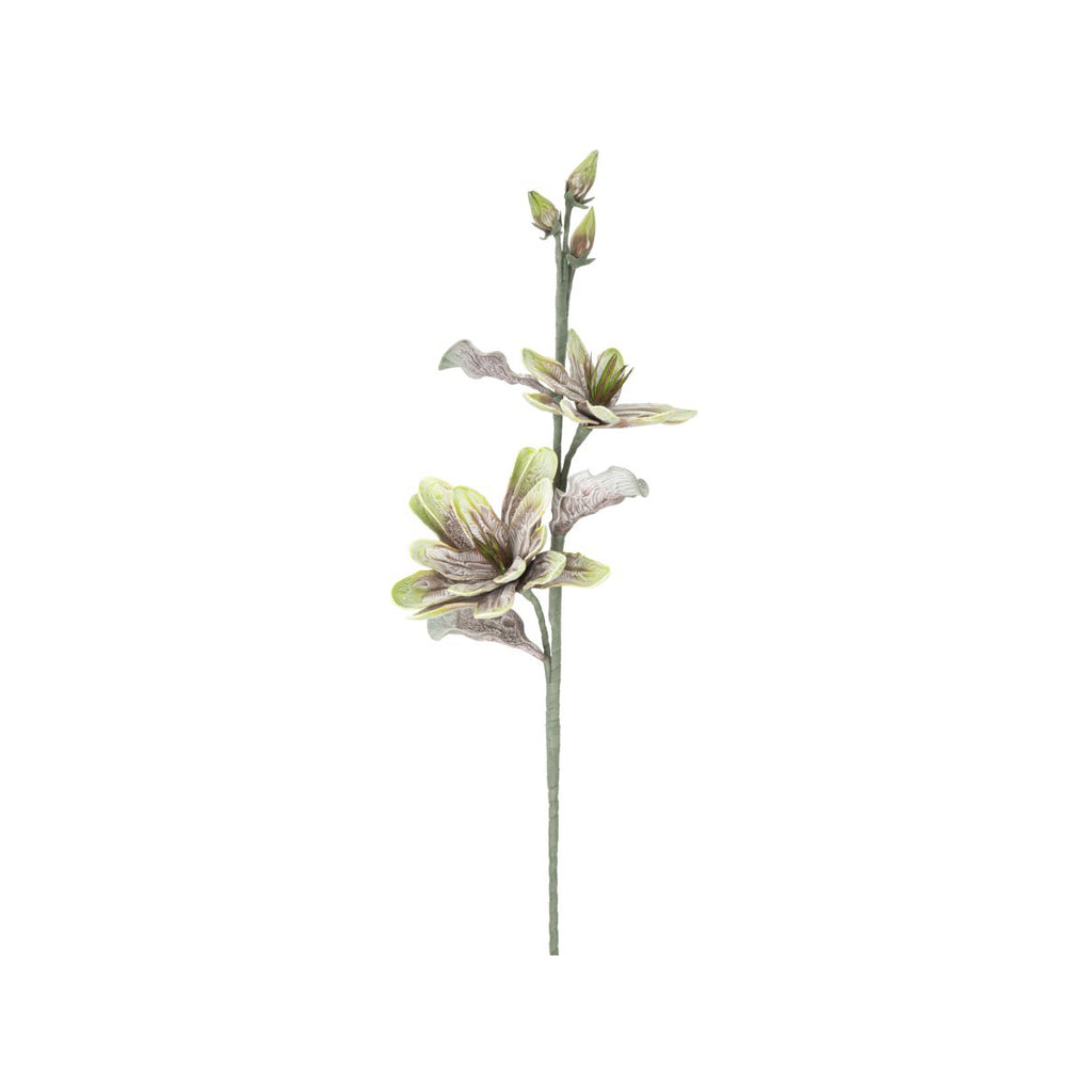 MAGNOLIA FIORE x2 BOCCIOLI - Mauro Ferretti