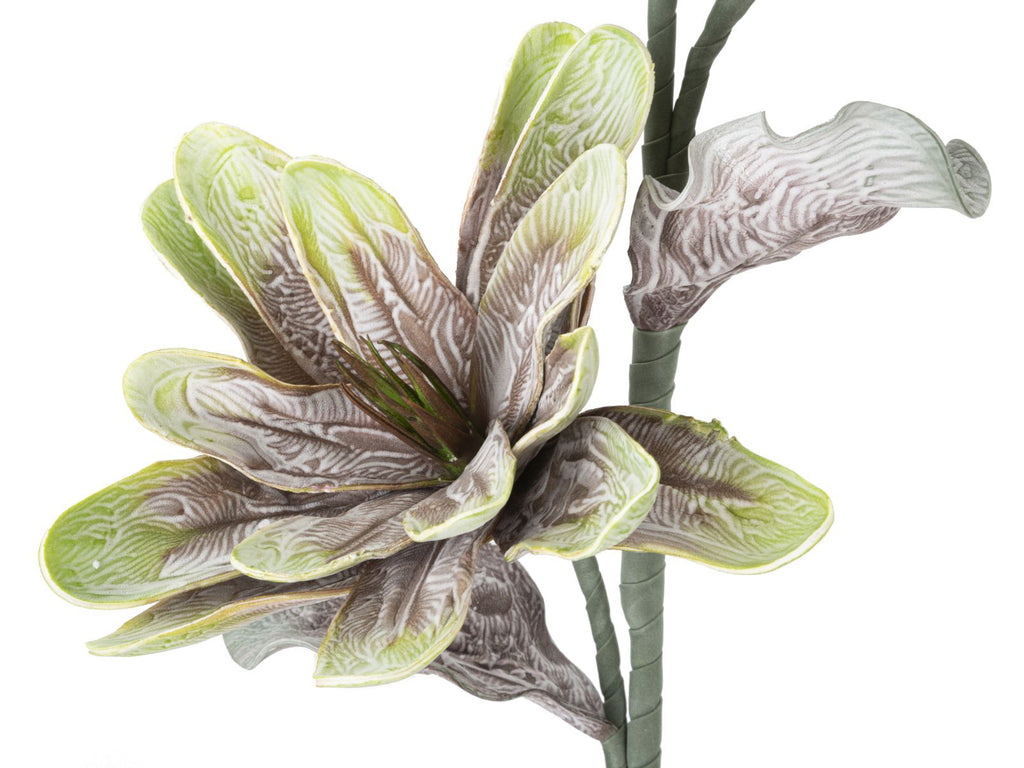 MAGNOLIA FIORE x2 BOCCIOLI - Mauro Ferretti