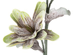 MAGNOLIA FIORE x2 BOCCIOLI - Mauro Ferretti