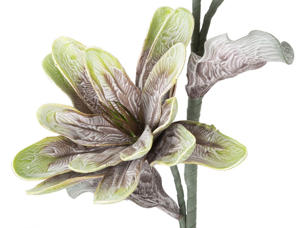 MAGNOLIA FIORE x2 BOCCIOLI - Mauro Ferretti