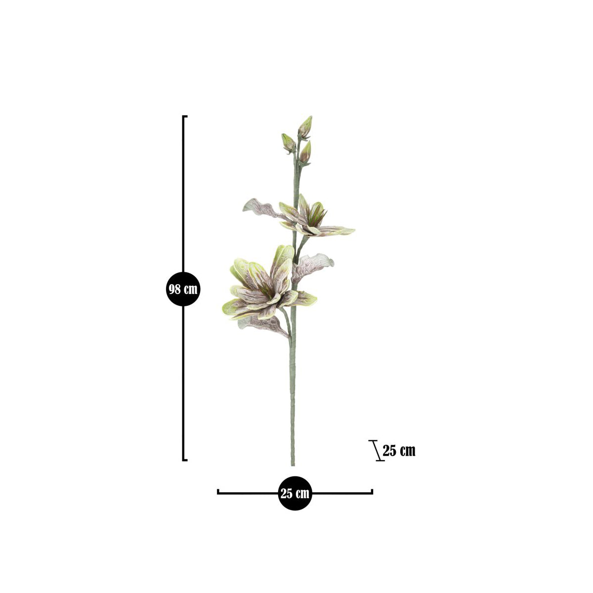 MAGNOLIA FIORE x2 BOCCIOLI - Mauro Ferretti