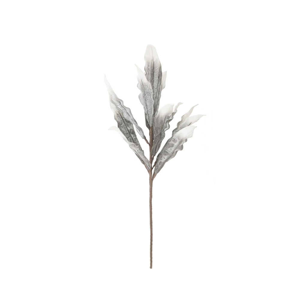 ALOE - Mauro Ferretti