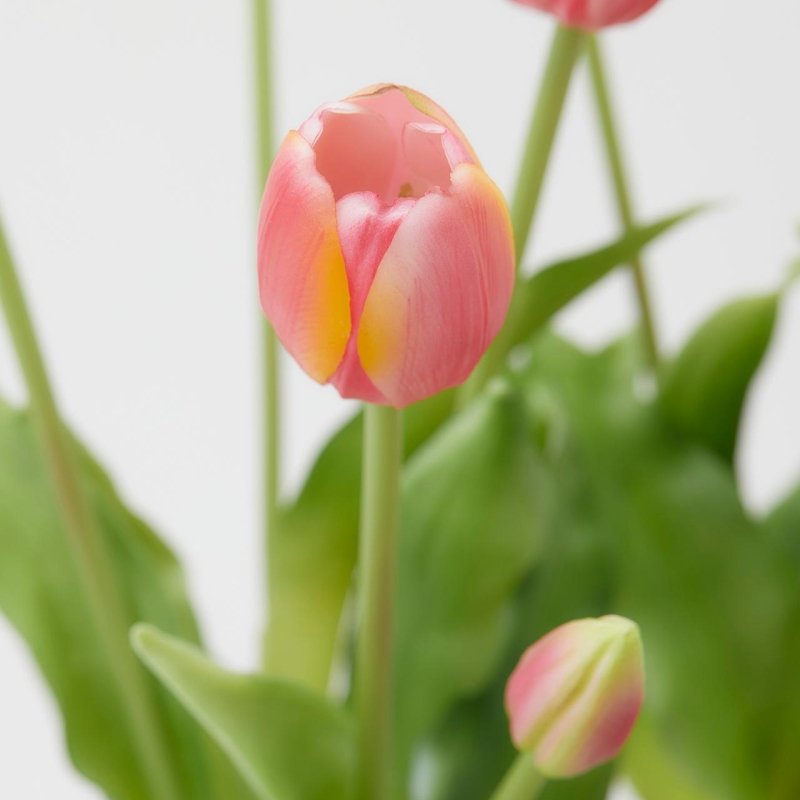 BOUQUET TULIPANI ROSA - EDG Enzo De Gasperi