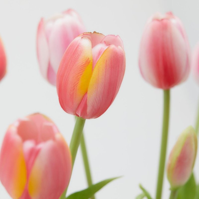 BOUQUET TULIPANI ROSA - EDG Enzo De Gasperi