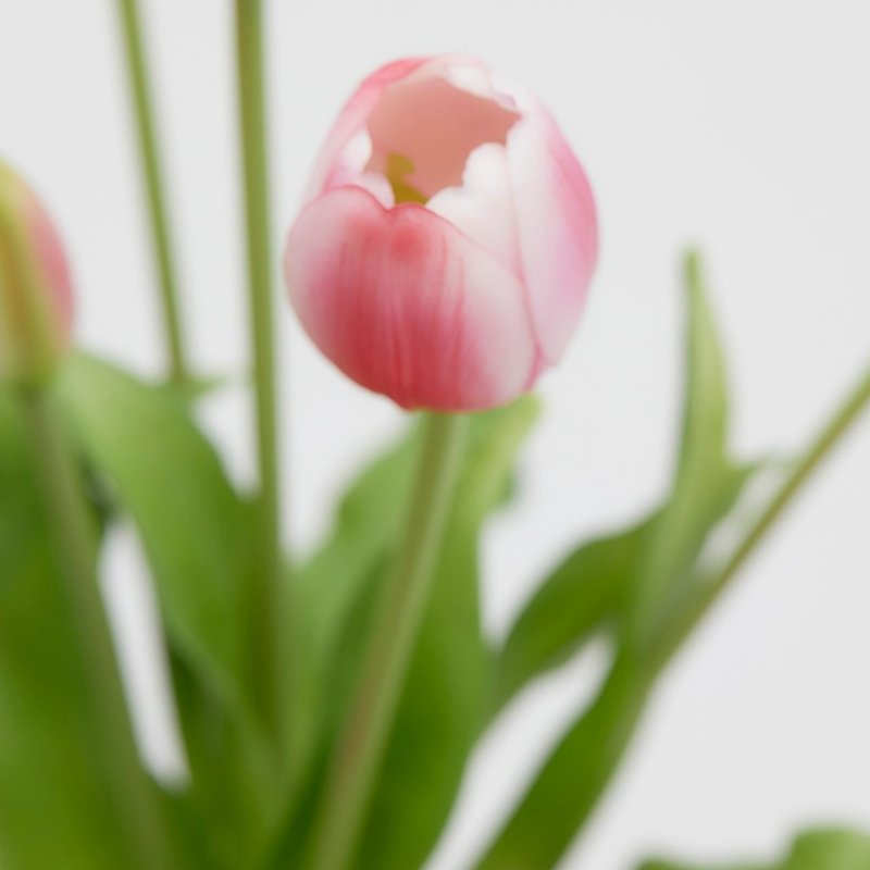 BOUQUET TULIPANI ROSA - EDG Enzo De Gasperi