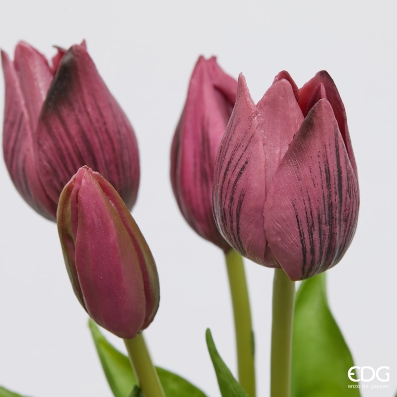 TULIPANI OLIS VIOLA/ROSA - EDG Enzo De Gasperi