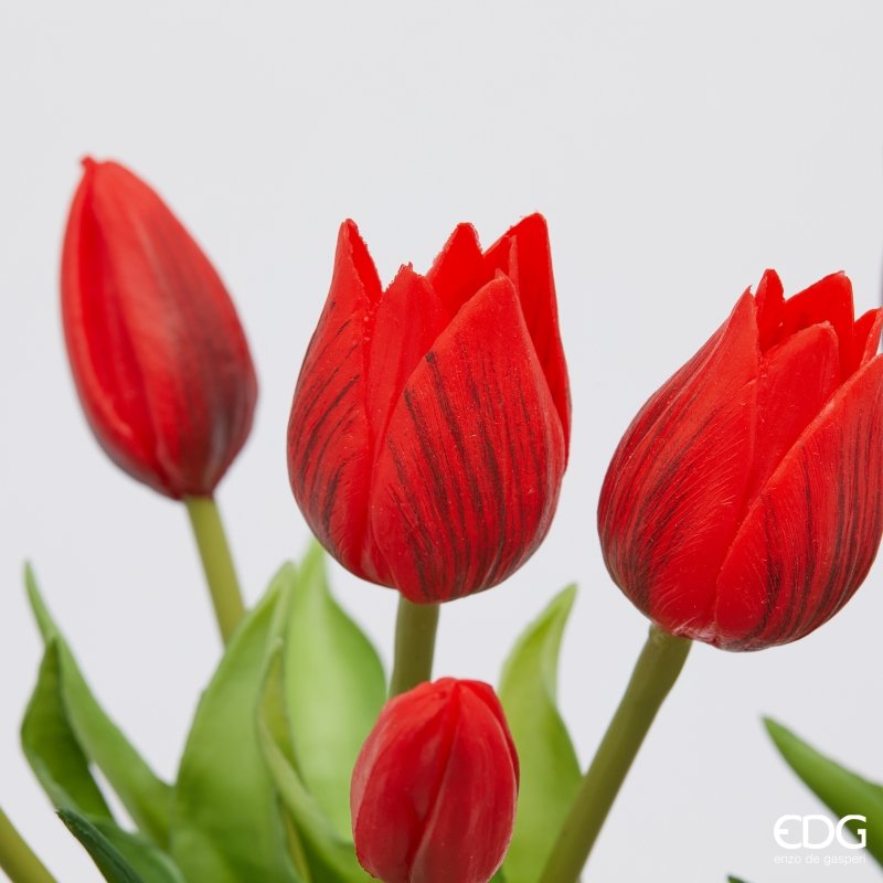 TULIPANI OLIS VIOLA/ROSA - EDG Enzo De Gasperi