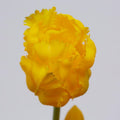 TULIPANI OLIS GIALLO/ARANCIO - EDG Enzo De Gasperi