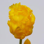 TULIPANI OLIS GIALLO/ARANCIO - EDG Enzo De Gasperi