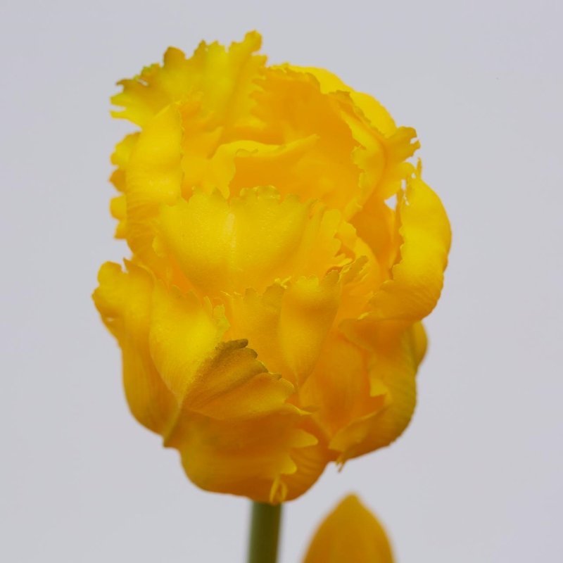 TULIPANI OLIS GIALLO/ARANCIO - EDG Enzo De Gasperi