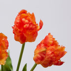 TULIPANI OLIS GIALLO/ARANCIO - EDG Enzo De Gasperi
