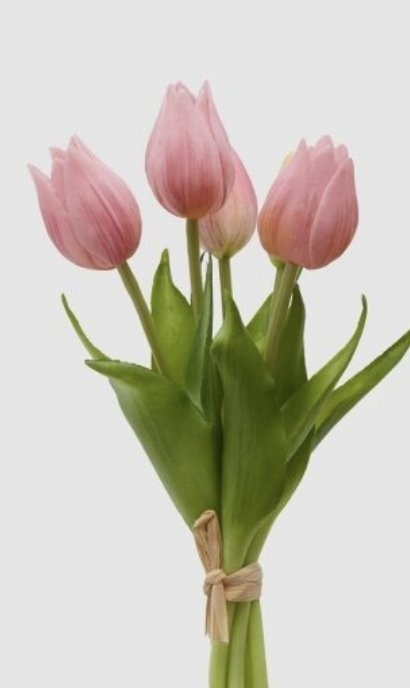 TULIPANI OLIS VIOLA/ROSA - EDG Enzo De Gasperi