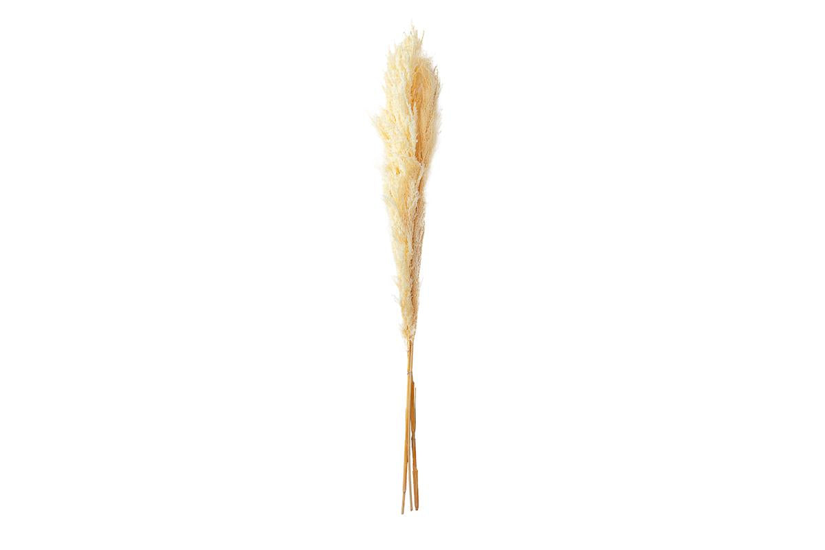 SET 3 PEZZI PAMPAS PANNA - Le Stelle