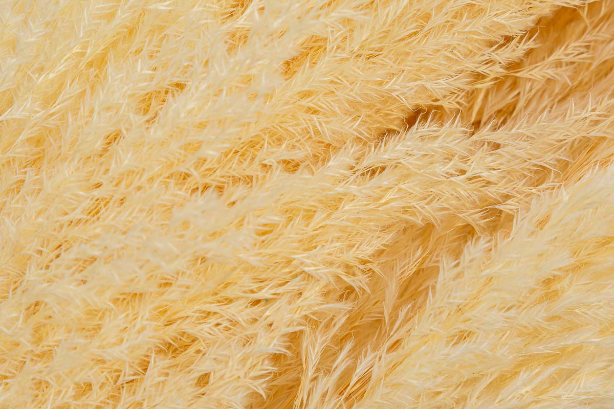 SET 3 PEZZI PAMPAS PANNA - Le Stelle