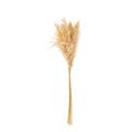 SET 6 PEZZI PAMPAS PANNA - Le Stelle