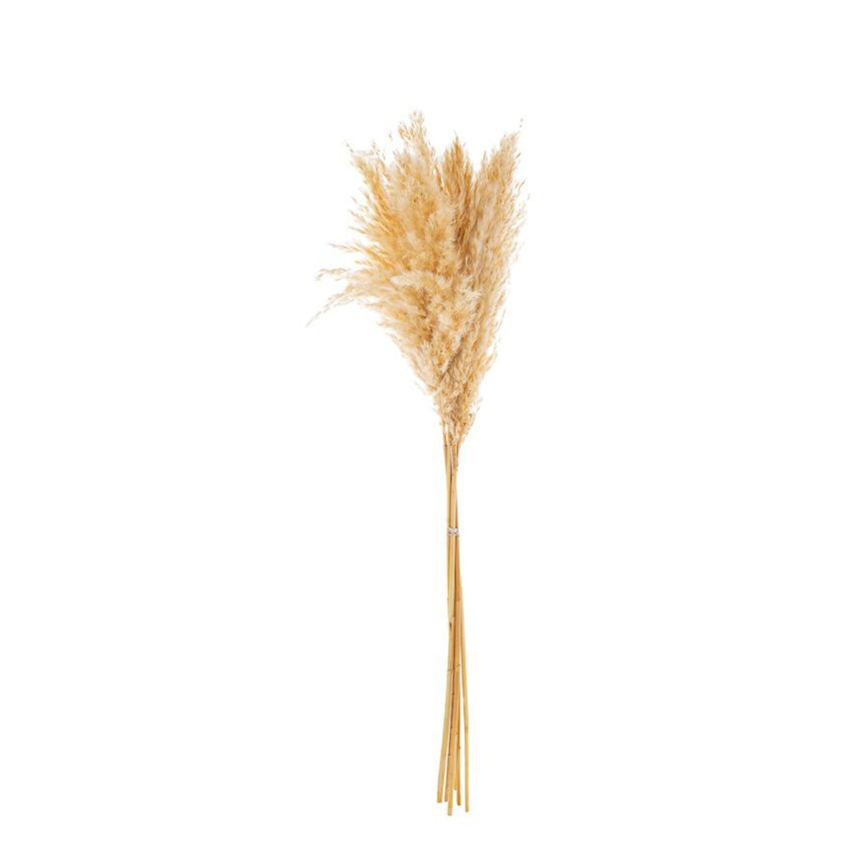 SET 6 PEZZI PAMPAS PANNA - Le Stelle