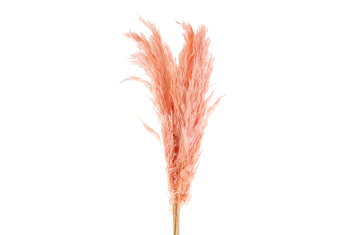 SET 6 PEZZI PAMPAS ROSA - Le Stelle