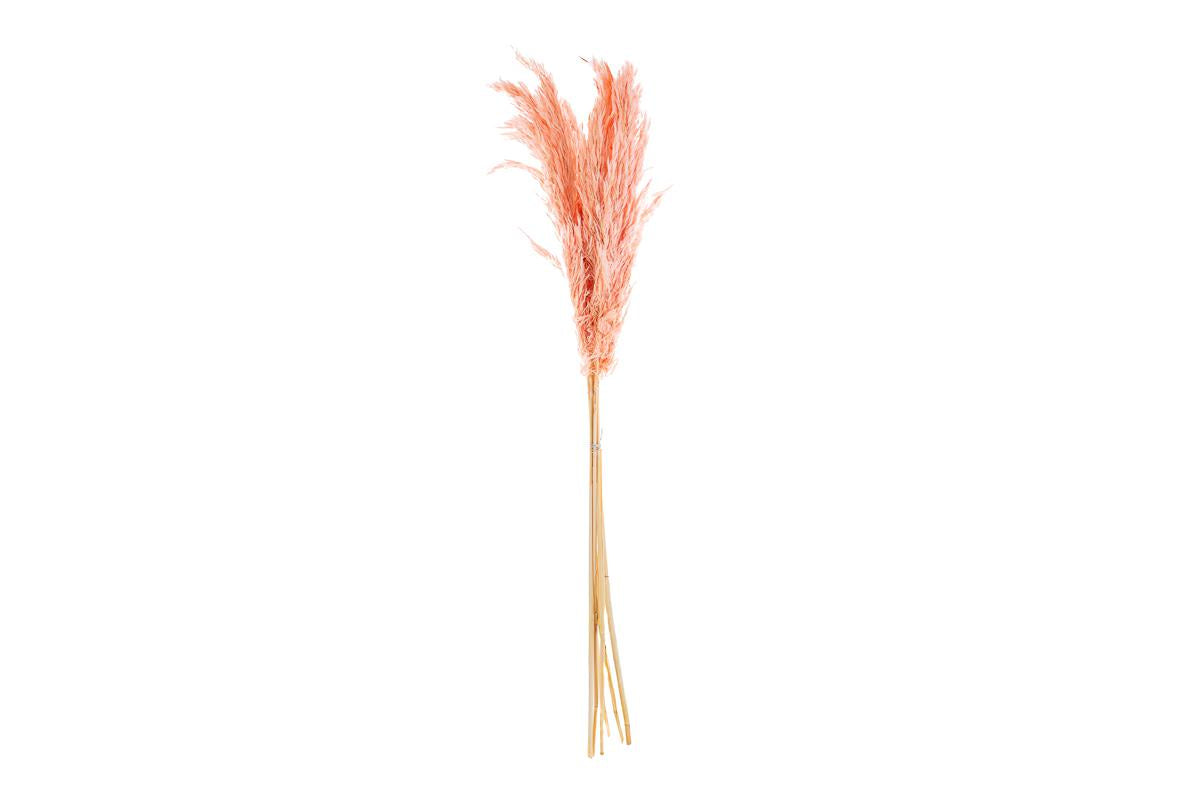 SET 6 PEZZI PAMPAS ROSA - Le Stelle