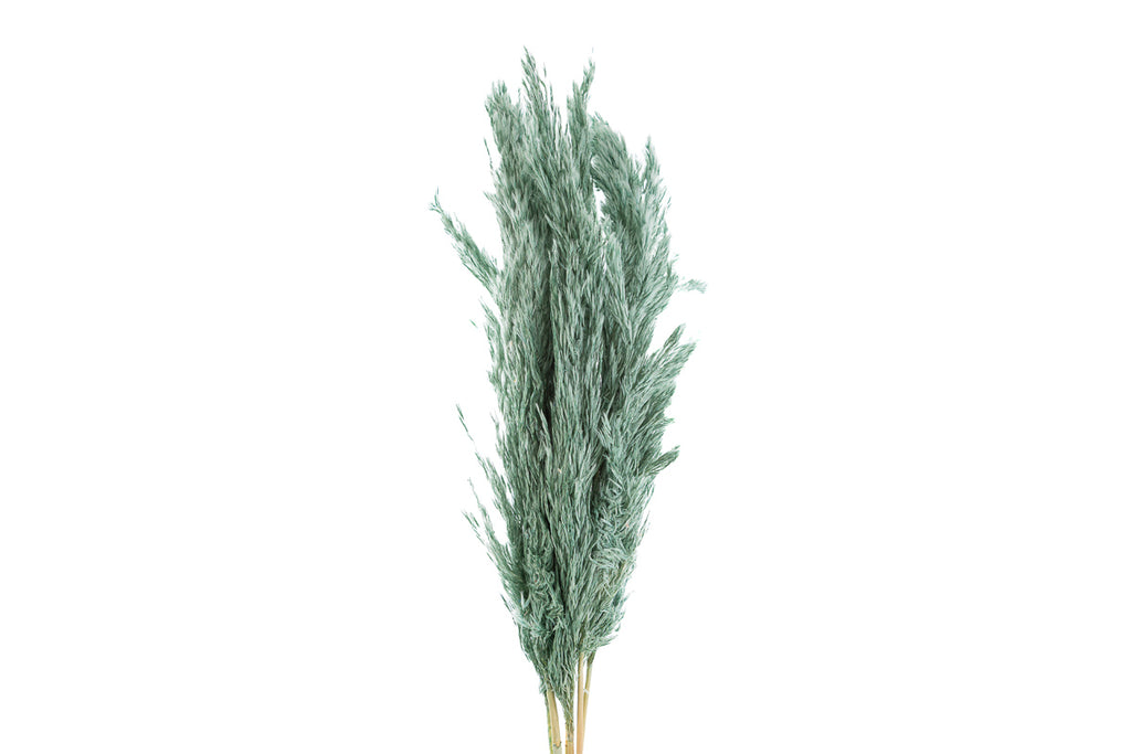 SET 6 PEZZI PAMPAS VERDE OTTANIO - Le Stelle