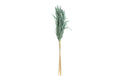 SET 6 PEZZI PAMPAS VERDE OTTANIO - Le Stelle