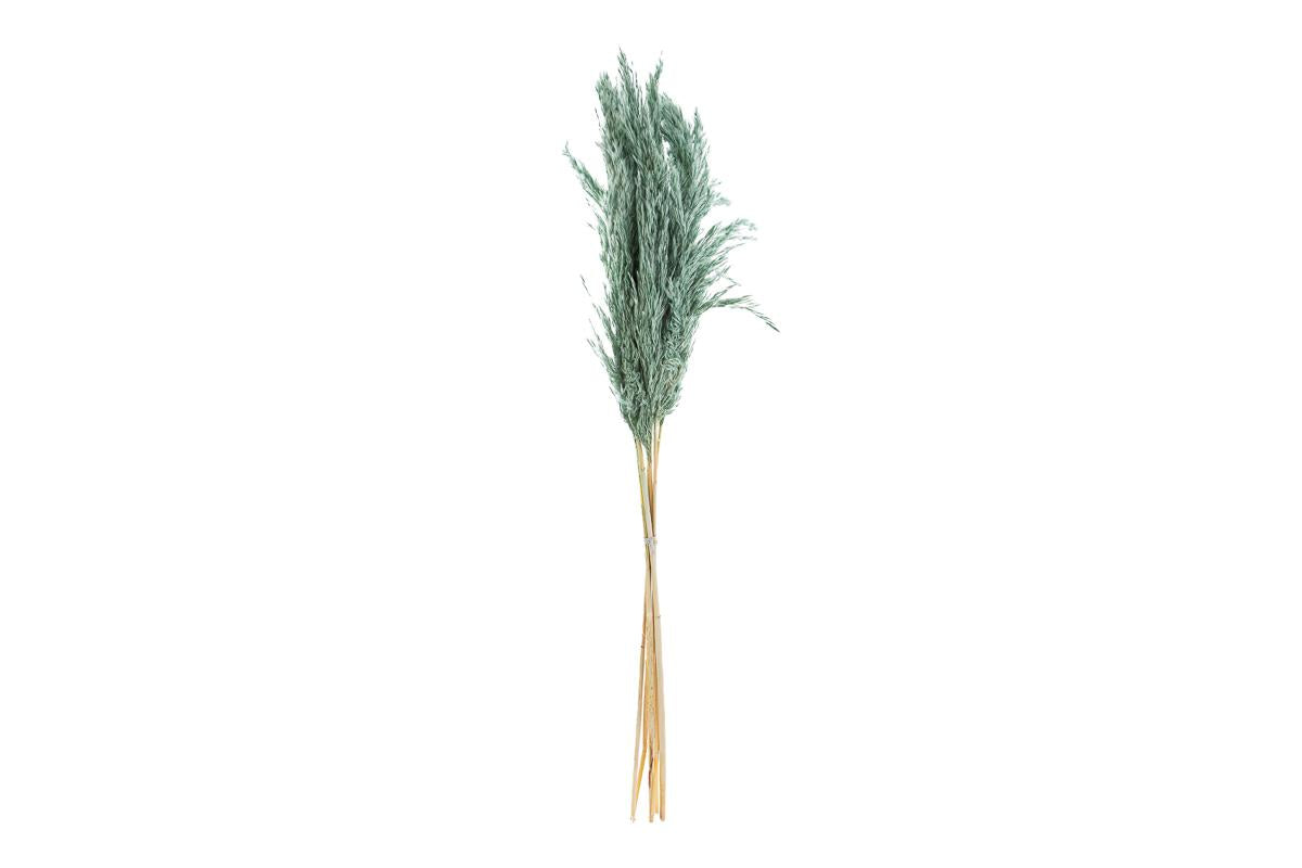 SET 6 PEZZI PAMPAS VERDE OTTANIO - Le Stelle