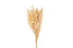 SET 6 PEZZI PAMPAS PANNA - Le Stelle