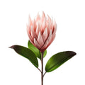 PROTEA ROSA - Henriette