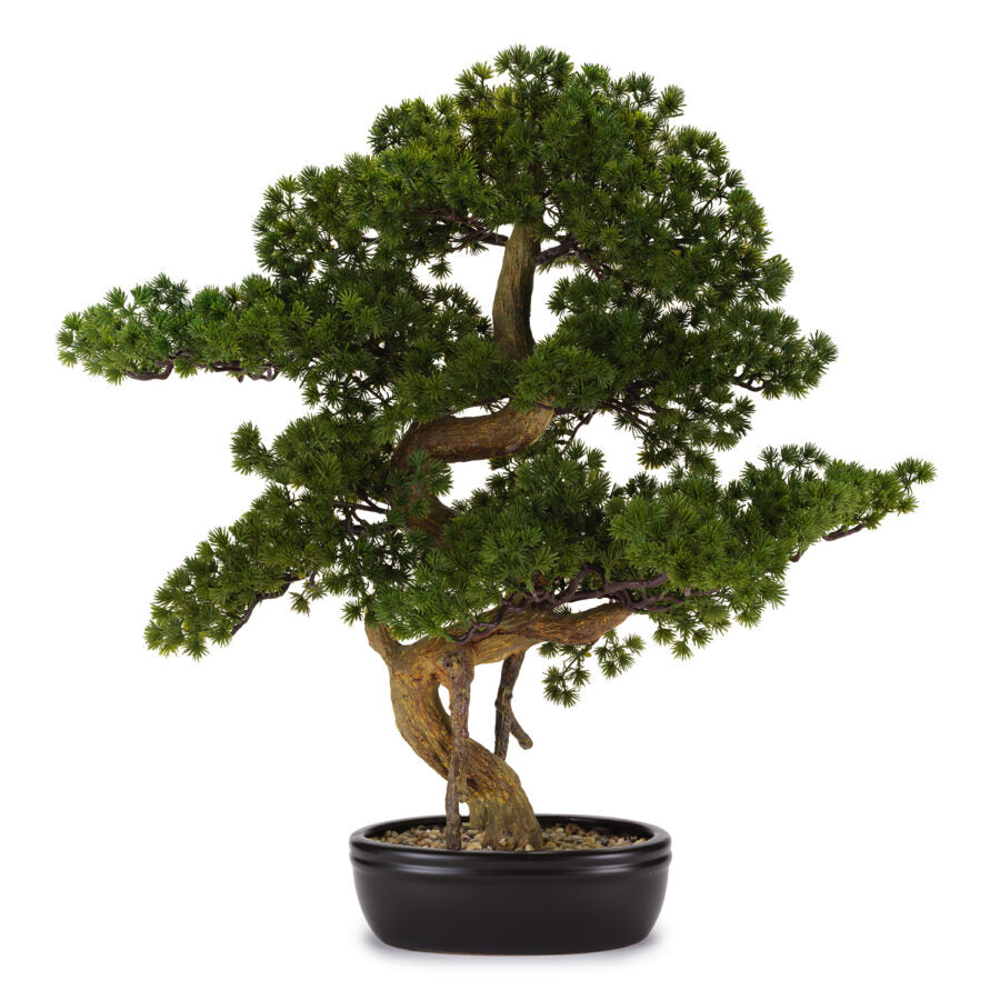 BONSAI PINO VERTICALE - Henriette