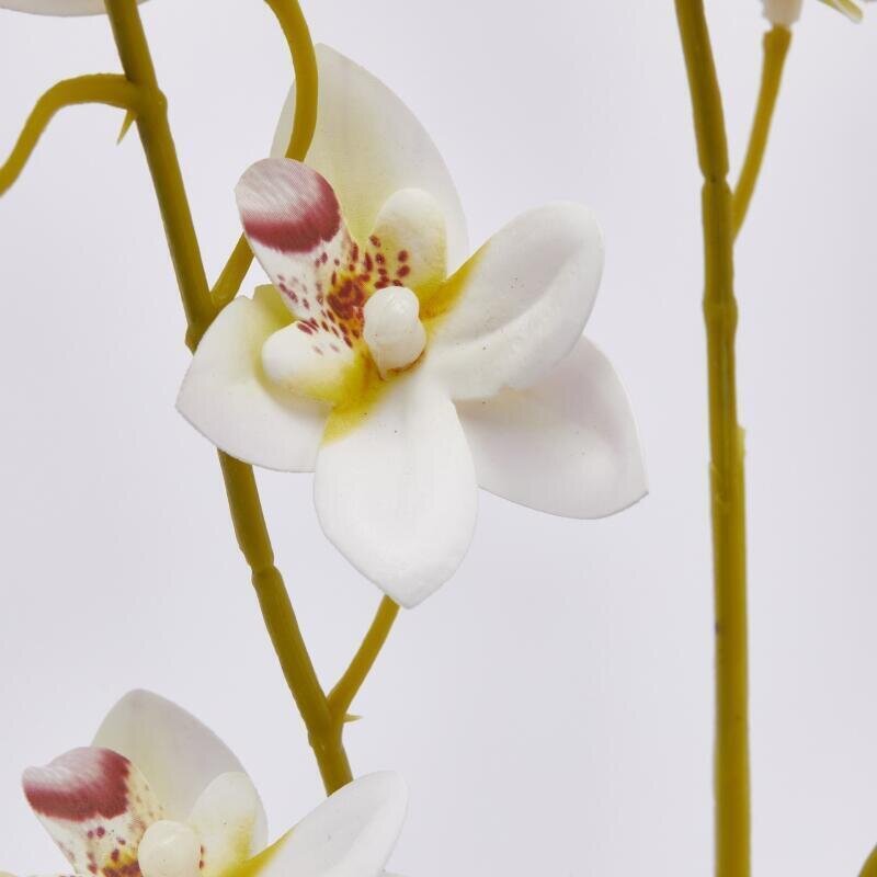 ORCHIDEA ONCIDIUM IN 4 COLORI - EDG Enzo De Gasperi