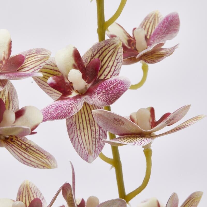ORCHIDEA ONCIDIUM IN 4 COLORI - EDG Enzo De Gasperi
