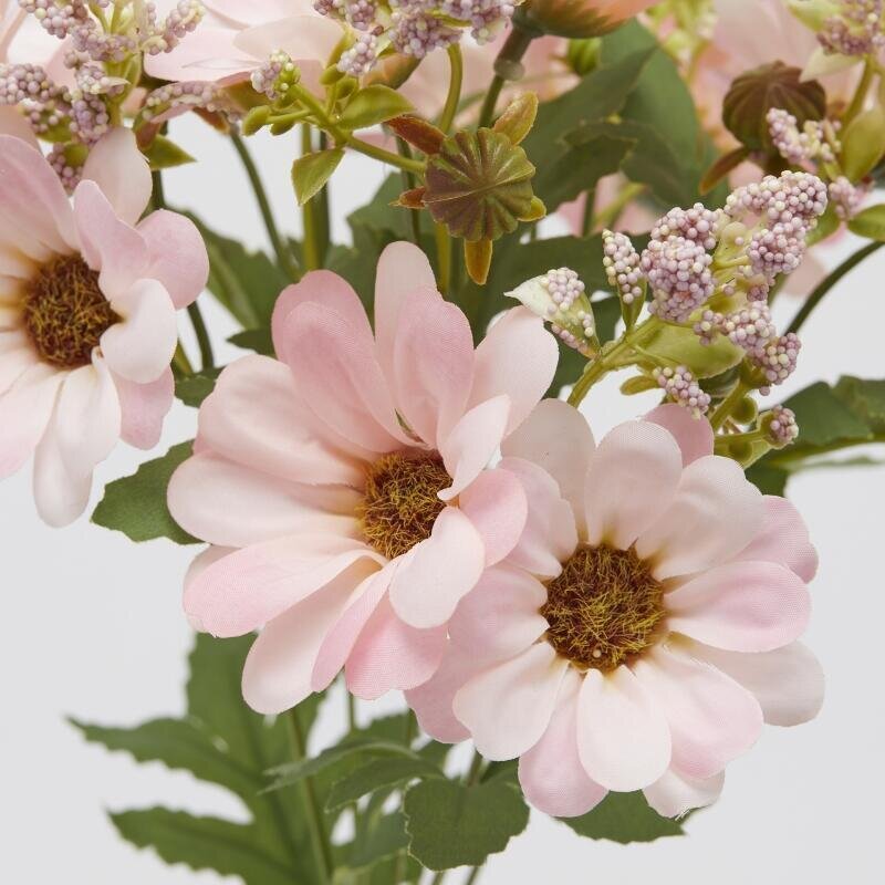 CESPUGLIO ZINNIA ROSE' CREMA - EDG Enzo De Gasperi