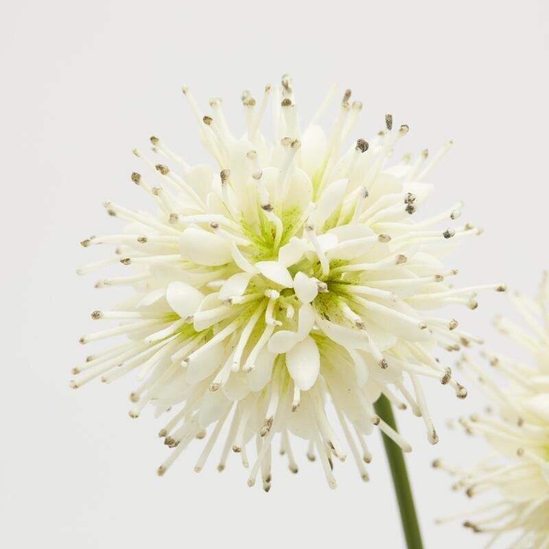 RAMO SUCCISA CREMA 2 FIORI - EDG Enzo De Gasperi