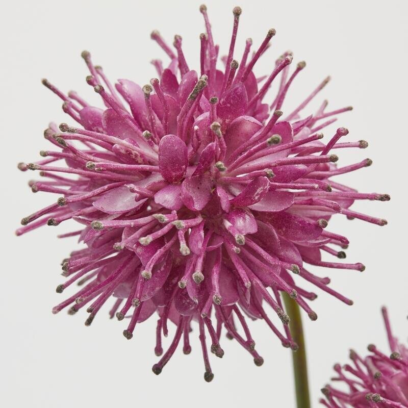 RAMO SUCCISA FUCSIA 2 FIORI - EDG Enzo De Gasperi