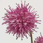 RAMO SUCCISA FUCSIA 2 FIORI - EDG Enzo De Gasperi