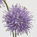 RAMO SUCCISA VIOLA 2 FIORI - EDG Enzo De Gasperi