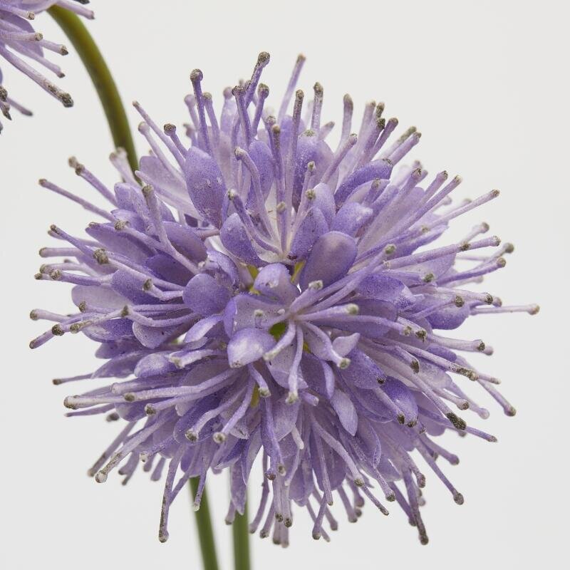 RAMO SUCCISA VIOLA 2 FIORI - EDG Enzo De Gasperi