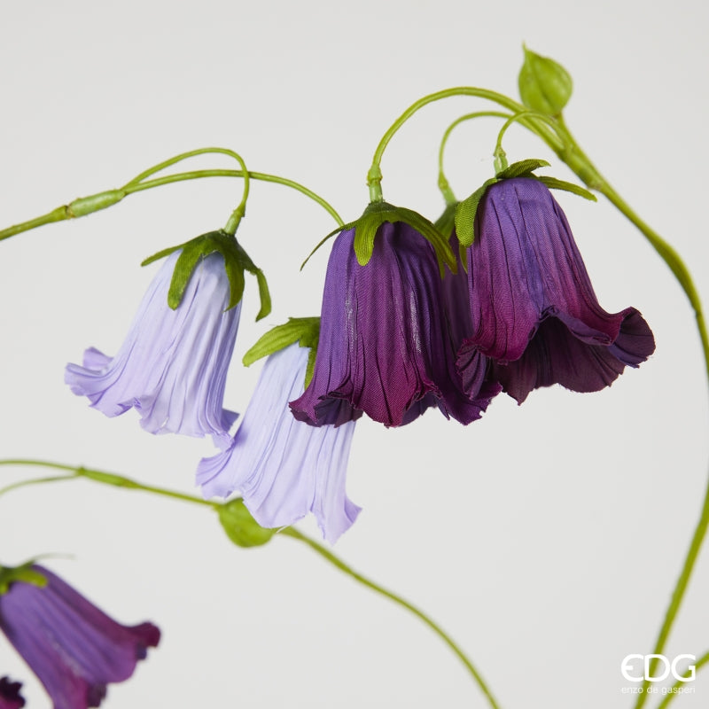 CAMPANULA IN 2 COLORI - EDG Enzo De Gasperi