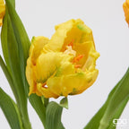 TULIPANI PARROT GIALLO - EDG Enzo De Gasperi