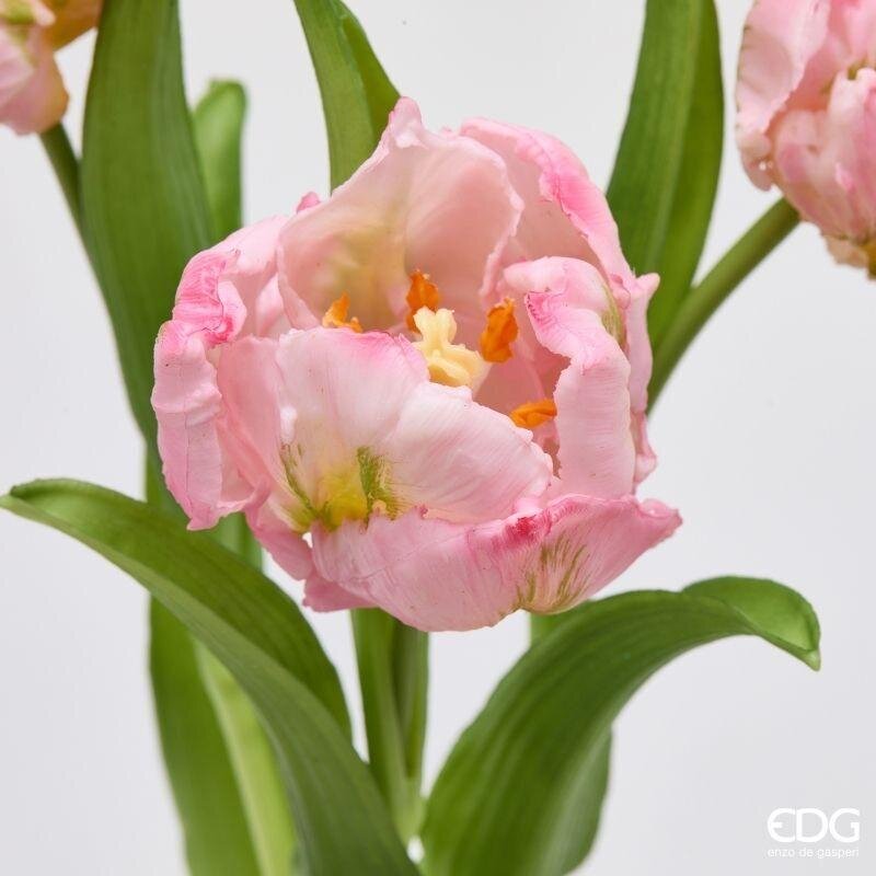 TULIPANI PARROT ROSA - EDG Enzo De Gasperi