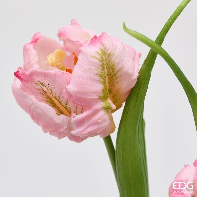 TULIPANI PARROT ROSA - EDG Enzo De Gasperi