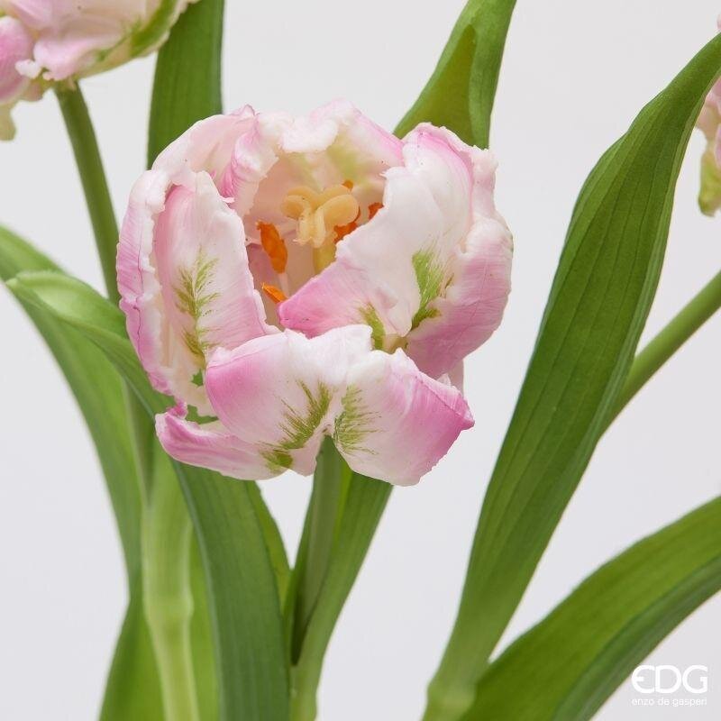 TULIPANI PARROT ROSE - EDG Enzo De Gasperi