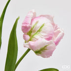 TULIPANI PARROT ROSE - EDG Enzo De Gasperi