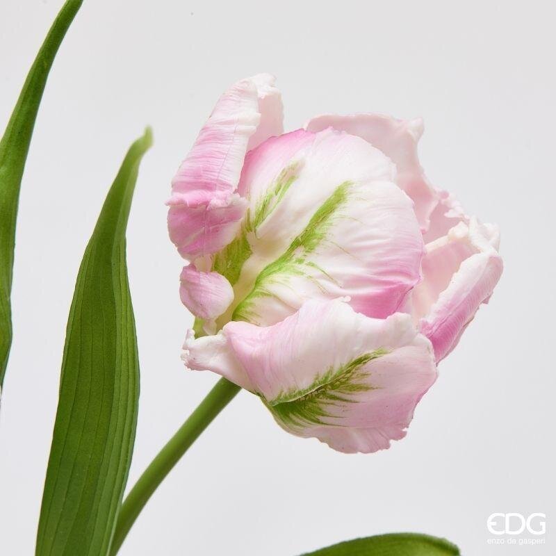 TULIPANI PARROT ROSE - EDG Enzo De Gasperi