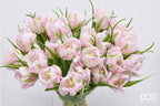 TULIPANI PARROT ROSE - EDG Enzo De Gasperi