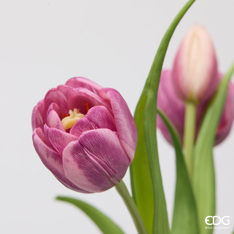 MAZZO TULIPANI VIOLA SFUMATI - EDG Enzo De Gasperi