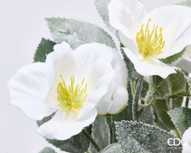 ELLEBORO INNEVATO BIANCO - EDG Enzo De Gasperi