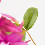 RAMO AQUILEGIA ROSA - EDG Enzo De Gasperi